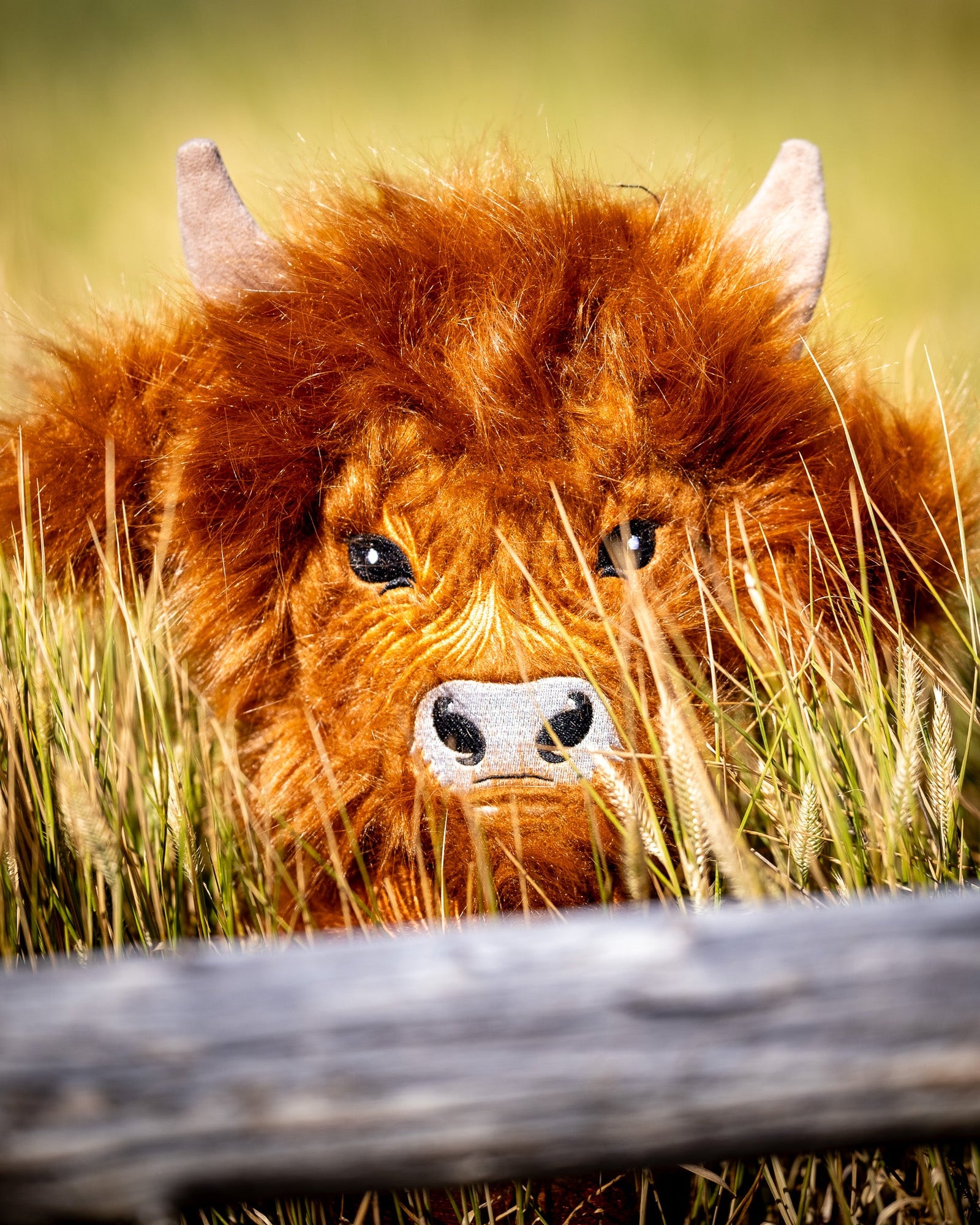 Highland Cow Driver Cover